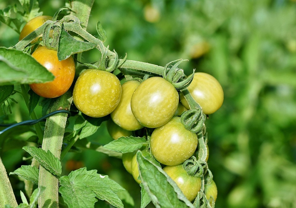 Что сделать, чтобы помидоры быстрее краснели: советы по ускорению созревания2