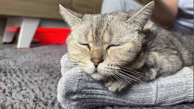 Эксперт рассказал, можно ли разрешать кошке спать рядом с людьми