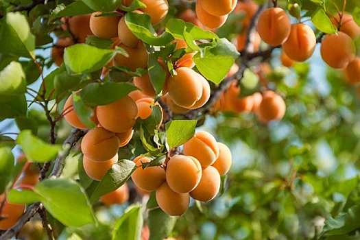 Эндокринолог объяснила, почему употребление абрикосов улучшает цвет кожи