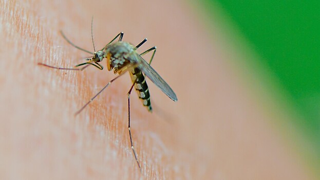 Европе угрожают комары-переносчики смертельной лихорадки
