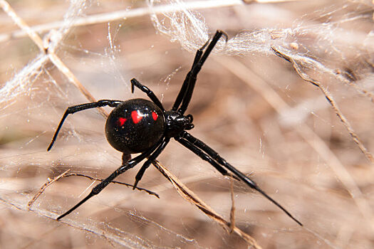 Ученые создали новый тип антидота от яда одного из самых опасных пауков в мире