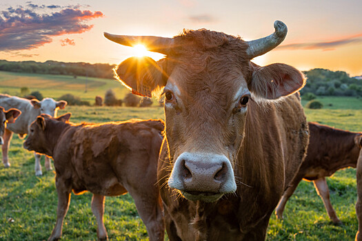 Ученые научились определять самых потных коров