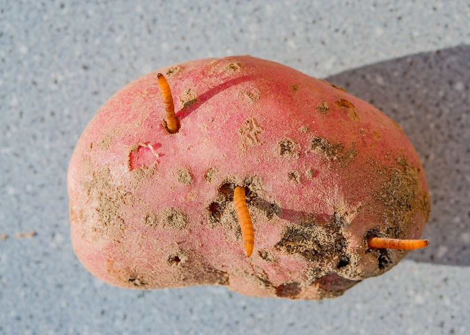 Как бороться с проволочником на картошке: народные средства и препараты1