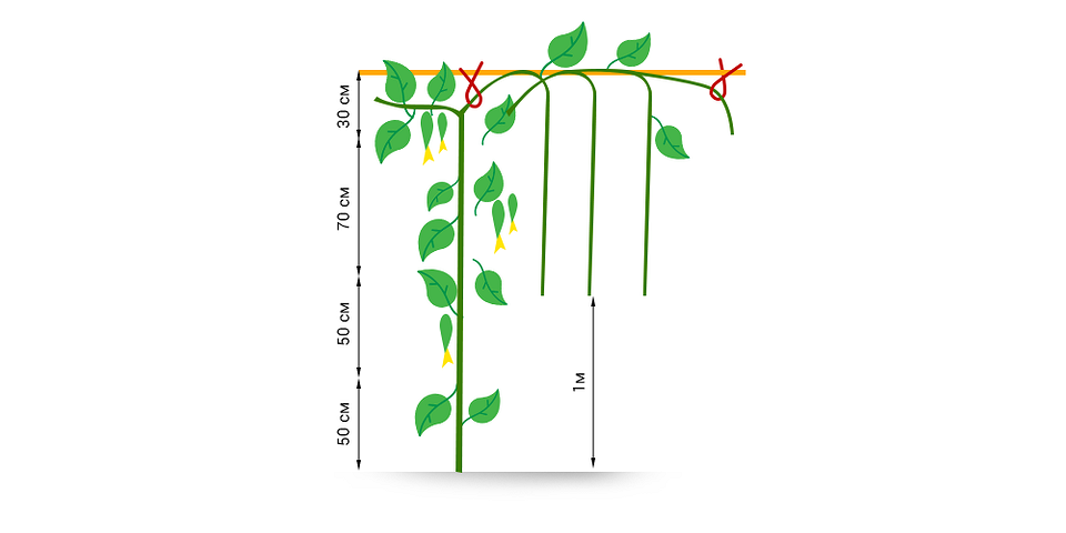Как формировать огурцы в теплице: схема и пошаговая инструкция с фото8