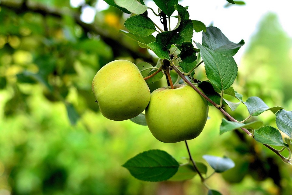 Как привить яблоню летом: методы и советы для начинающих2