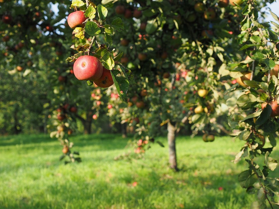 Как привить яблоню летом: методы и советы для начинающих1