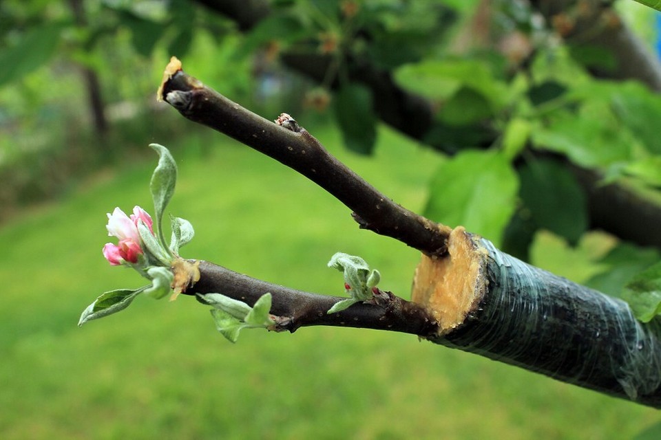 Как привить яблоню летом: методы и советы для начинающих12