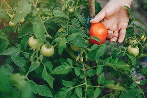 Когда сажать помидоры в июне: благоприятные дни и советы0
