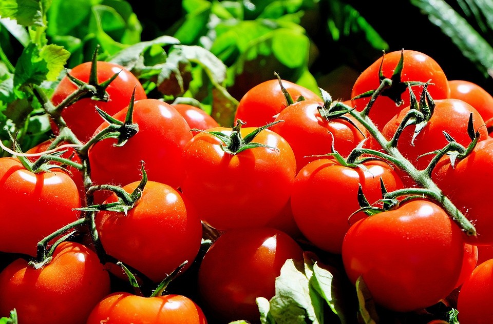 Когда сажать помидоры в июне: благоприятные дни и советы1
