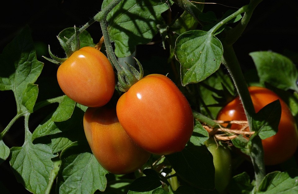 Когда сажать помидоры в июне: благоприятные дни и советы8