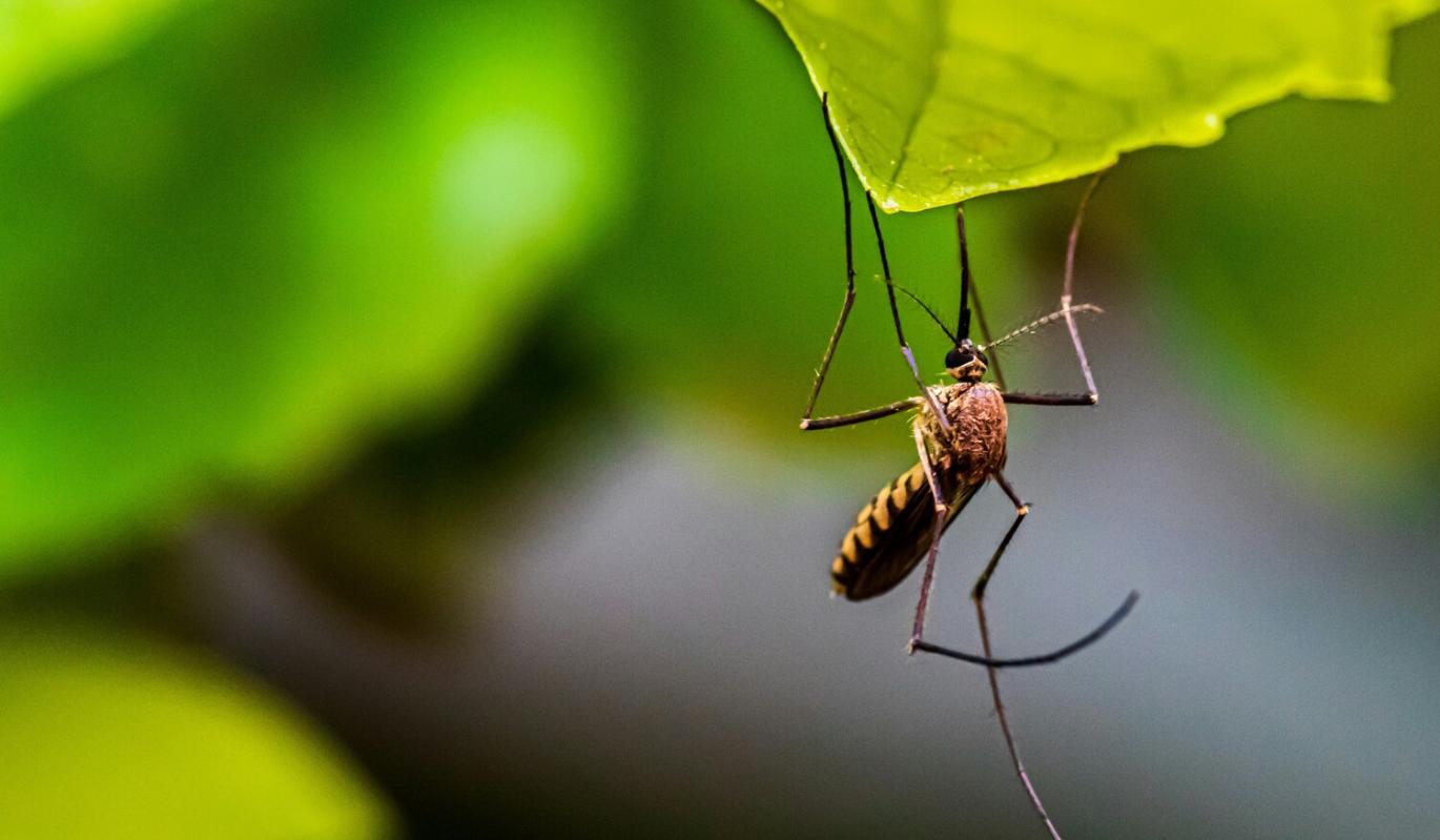 Копеечное средство от комаров своими руками: надежнее и безопаснее магазинных спреев 