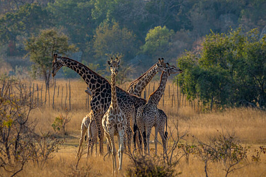 Ученые объяснили, почему у жирафов появились длинные шеи