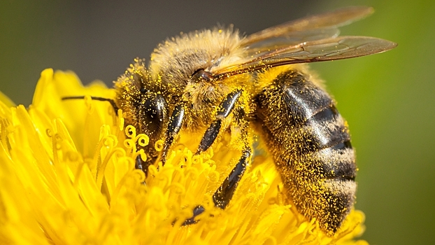 Медоносные пчелы помогают диагностировать рак легких