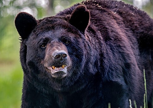 Медведь несколько дней питался пенсионеркой, убитой им у нее в доме