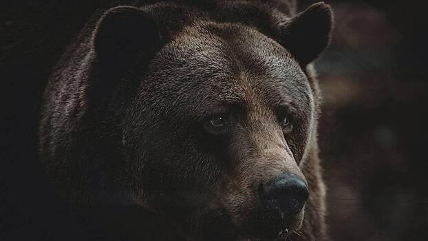 Медведь вышел к людям на Севере Сахалина