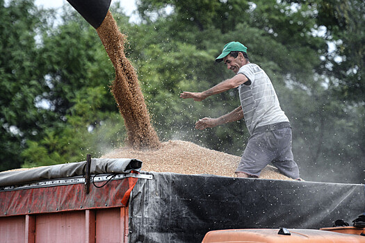 Минсельхоз РФ прокомментировал турецкое эмбарго на пшеницу