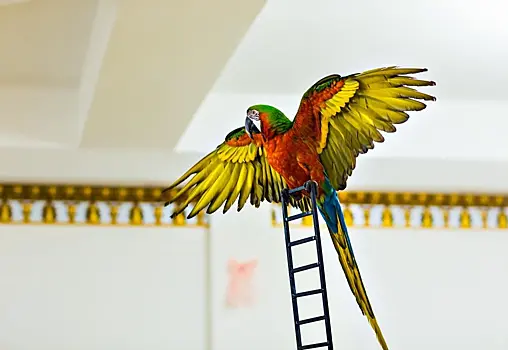 Десять фактов о попугаях. Почему они одни из самых очаровательных и умных птиц