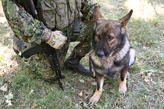 Собак в российской армии могут начать чипировать