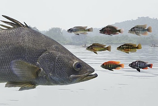 Назван виновник изменения генома рыб в озере Виктория