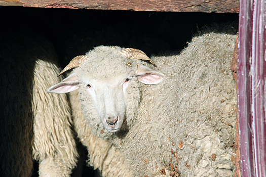Пастух и около 200 овец погибли от удара молнии в Таджикистане