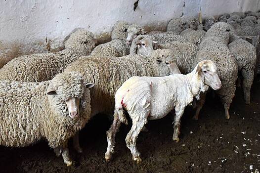 Первый фестиваль по стрижке овец пройдёт в Забайкалье