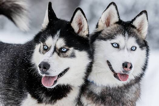 Порода хаски: разновидности и характер собак