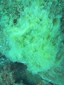 Распространенные морские водоросли оказались средством для охлаждения Земли