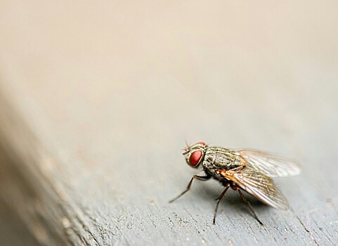 Россиян напугали опасными кровососущими мухами, которые переносят болезни
