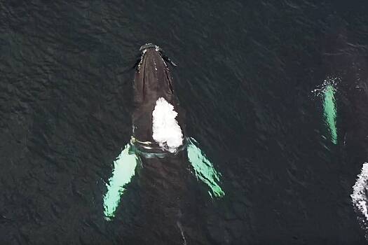 О спасении гигантского горбатого кита Станислава сняли документальный фильм