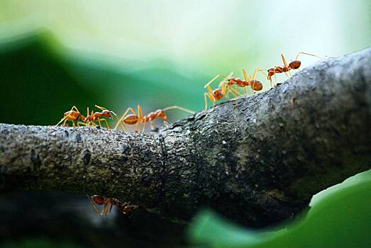 Простые способы избавиться от муравьев на даче