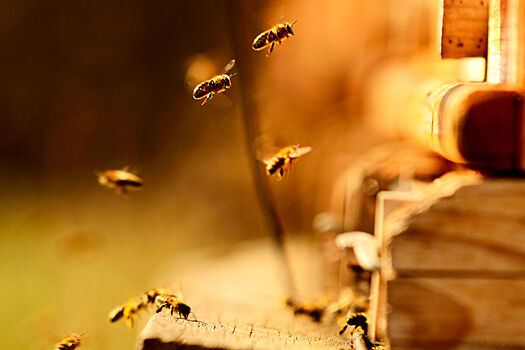 Как хранить семя медоносных пчел в обычном холодильнике