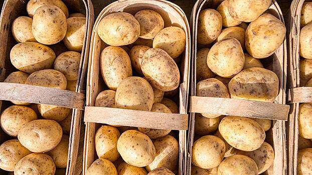 Росстат рассказал, как изменилась цена на картофель с начала года