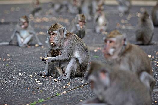 Туристка лишилась полумиллиона после укуса обезьяны на Бали
