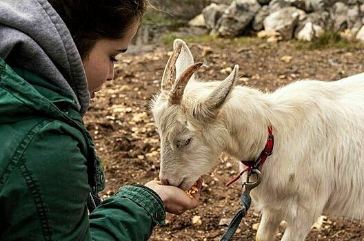 Туристы помогут фермерам собирать голубику и доить коз