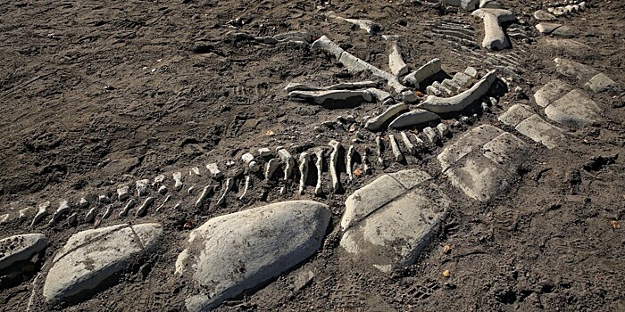 Уникальную окаменелость тираннозавра-подростка нашли в США