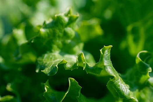 Витамины и клетчатка: в чем польза зелени и салата?