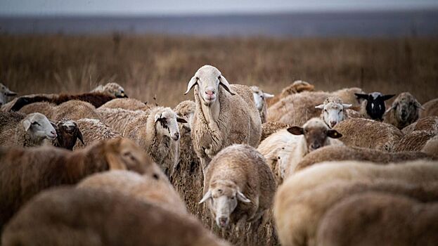 В Башкирии от удара молнии погибло 55 овец