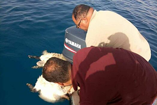 В Египте установили, что провоцирует нападение акул на туристов