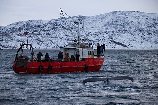 В Мурманской области туристам предлагают поплавать с китами