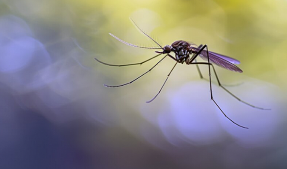 Как отличить малярийного комара от обычного?