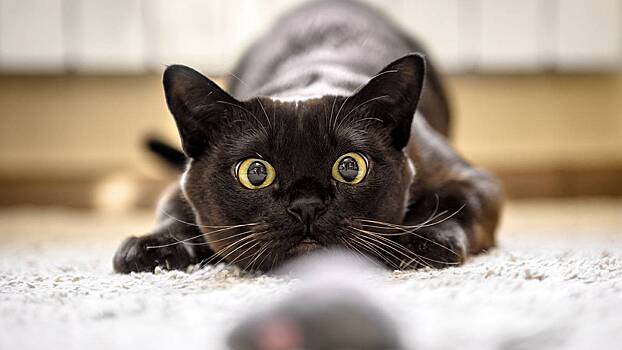 Зоопсихолог объяснила, почему кошки бегают и шумят по ночам
