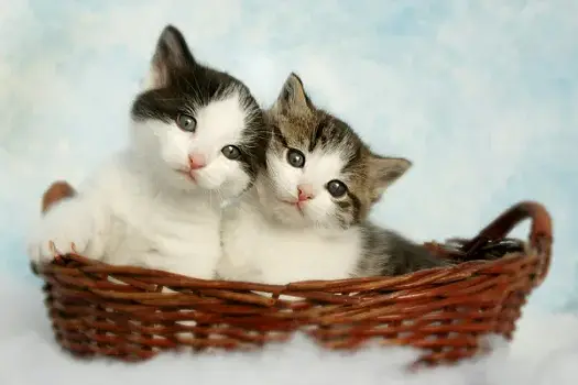 Зоопсихолог рассказал, как обустроить быт двух кошек