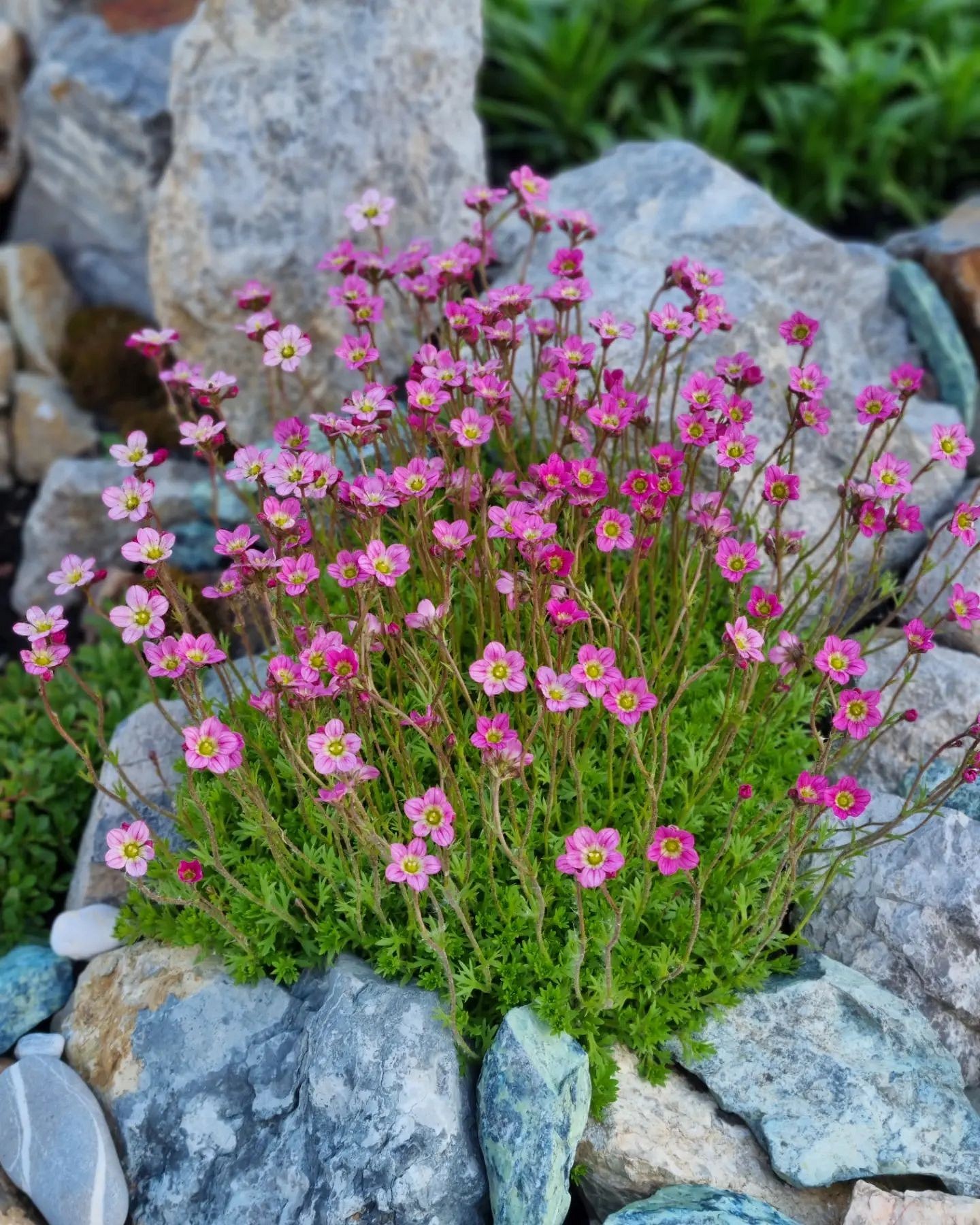 7 красивых альпийских горок, которые вы сможете повторить в своем саду13