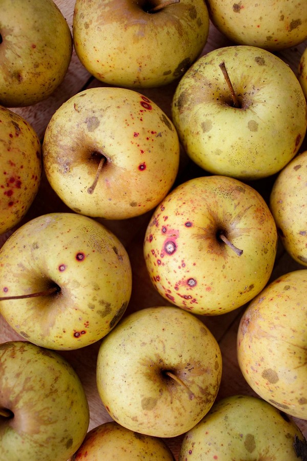 Чем опрыскать яблоню от вредителей: эффективные средства до и после цветения4
