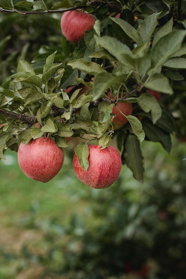 Чем опрыскать яблоню от вредителей: эффективные средства до и после цветения3