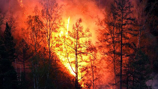 Горят турбазы, машины, деревья: что известно о пожаре под Новороссийском к этому часу