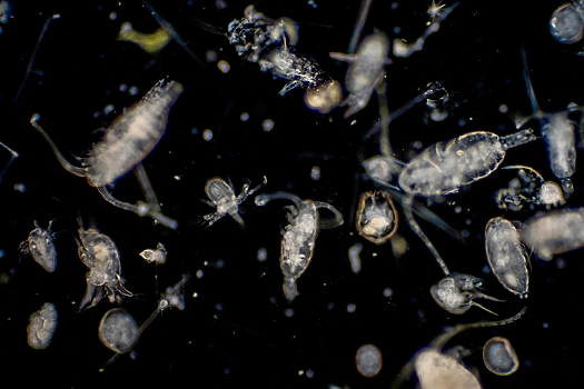 Изменение климата может превратить фитопланктон в хищника