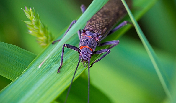 Изменение климата сказалось на половой жизни насекомых