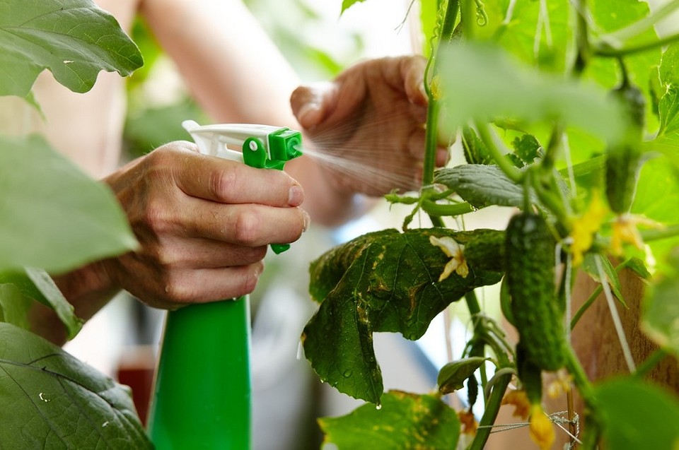 Янтарная кислота в огороде: область применения и рекомендации для улучшения роста растений9