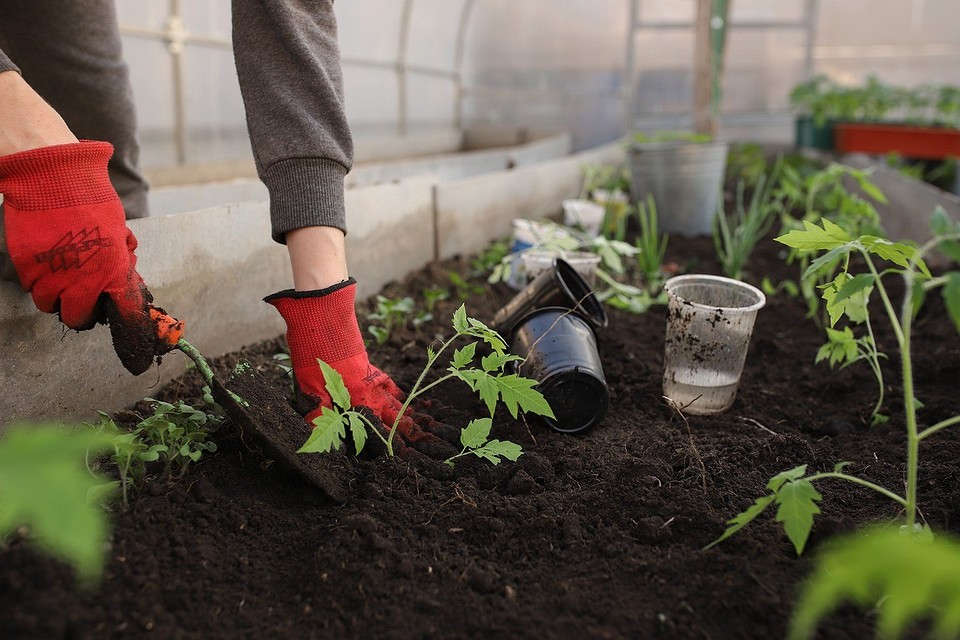 Янтарная кислота в огороде: область применения и рекомендации для улучшения роста растений4